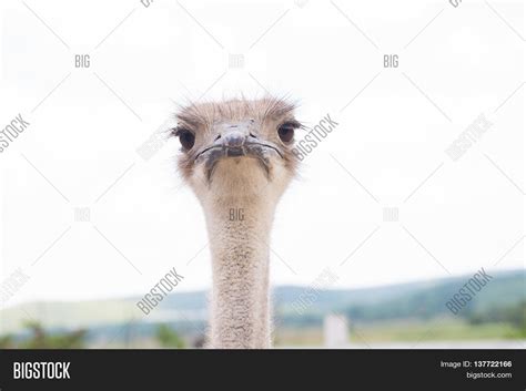 Ostrich Running Across Image & Photo (Free Trial) | Bigstock