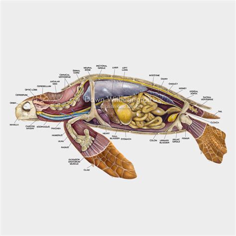 Sea Turtle Anatomy - Anatomical Charts & Posters