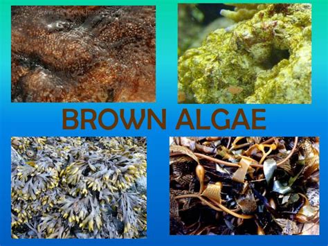 PPT - BROWN ALGAE PowerPoint Presentation, free download - ID:1606503