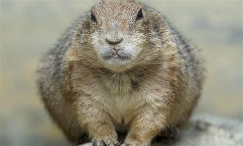 Black-tailed prairie dog | Smithsonian's National Zoo and Conservation ...