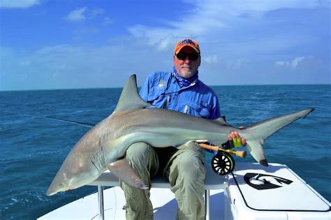 Fly angler lands record-size blacktip shark, but sets it free - Pete ...