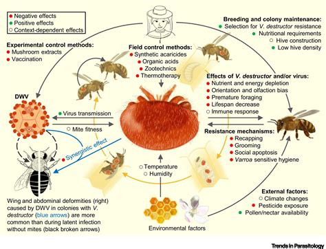 Varroa Mite – change to response strategy – Berries Australia