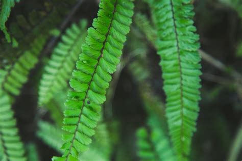 Types of Maidenhair Fern: A Comprehensive Guide - Foliage Friend ...