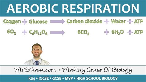 Aerobic Respiration