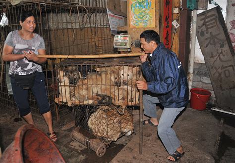 Dog meat festival: is it all about tourists?