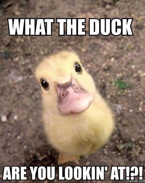 20 Totally Adorable Duck Memes You Won't Be Able To Resist ...