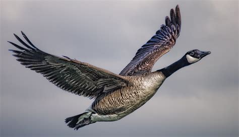 canada goose in flight | Stan Schaap PHOTOGRAPHY