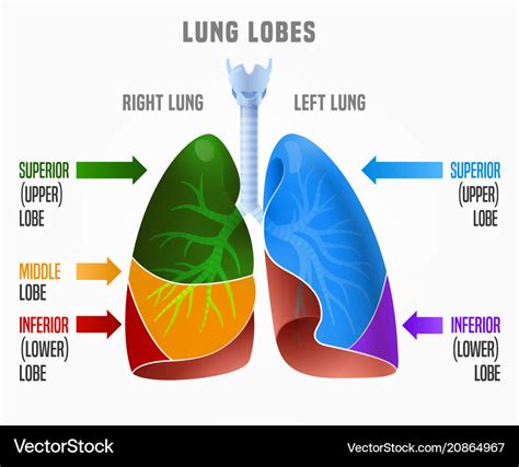 Human lungs infographic Royalty Free Vector Image