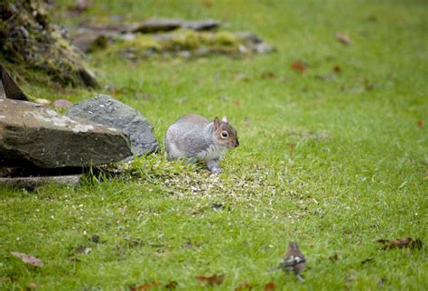 Free Stock Photo 9836 Grey squirrel eating seeds in a garden ...