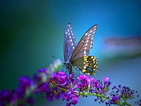 Wallpaper Bluos: Butterfly Wallpaper