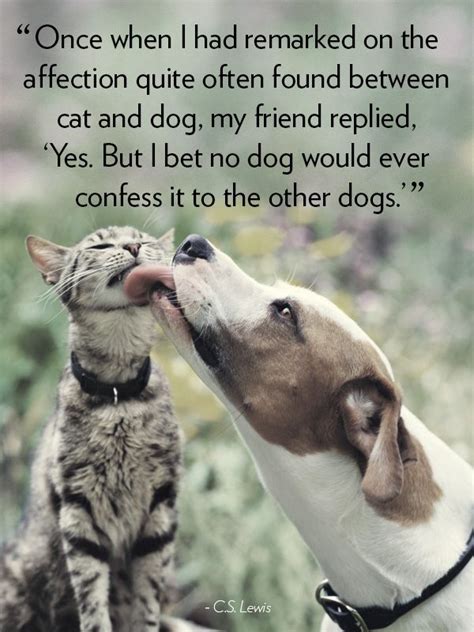 Cat and Dog Together Quotes