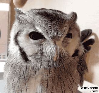 Funny animal gifs - part 128 (10 gifs) | Amazing Creatures