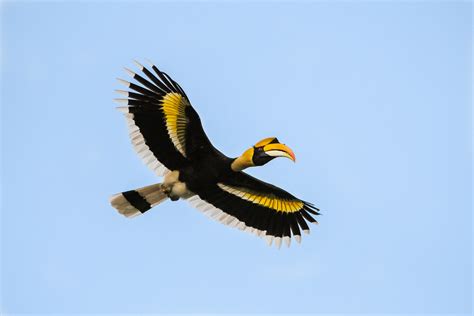 Great Hornbill | Sean Crane Photography