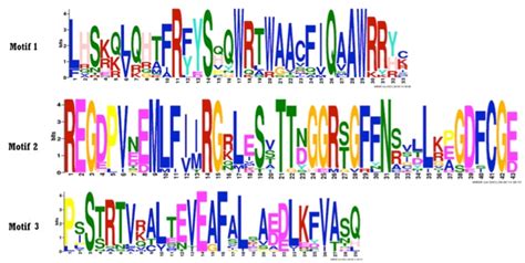 Protein Motif Prediction Service - Creative Proteomics