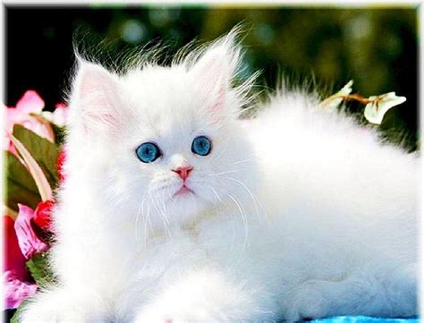 White Kitten With Ice Blue Eyes