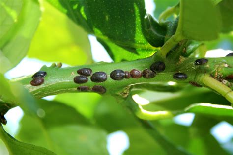 Dealing with Lemon Pests - Food Gardening Network