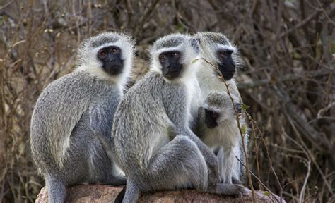 Vervet Monkey Facts, Distribution, Diet, Vocalizations, Pictures