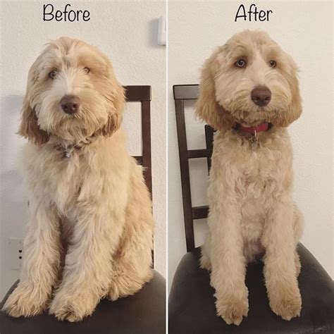 The Ultimate Labradoodle Haircut Guide - Labradoodles & Dogs ...