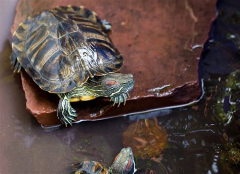 How to Take Care of Pet Aquatic Turtles | PetMD