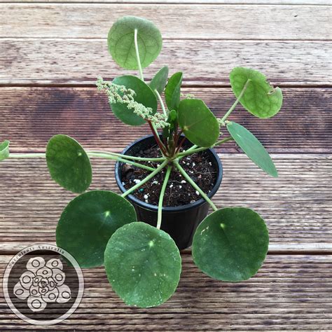 Pilea peperomioides - Chinese Money Plant – Succulents Australia Sales