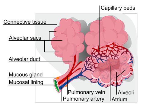 What Is An Alveoli And Where Is It Located