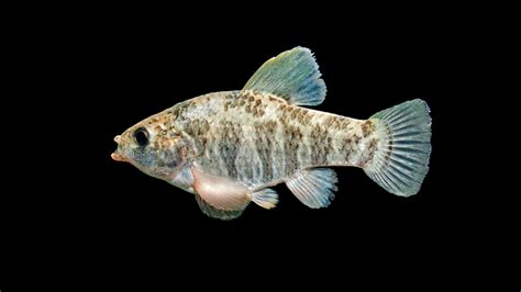 Cyprinodon variegatus » NCFishes.com