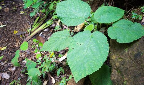 The Gympie-Gympie contains the same toxins as scorpions - Australian ...