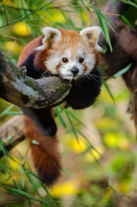 100,000+ Free Red Panda & Panda Images - Pixabay