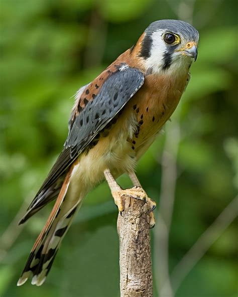 American Kestrel "Falco sparverius" | Boreal Songbird Initiative