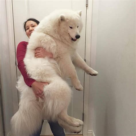 The Samoyed: Snow Dog in Winter and in Summer - PetHelpful