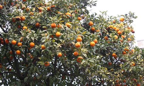 Clementine Tree: Growing the Cutest Treat - Epic Gardening