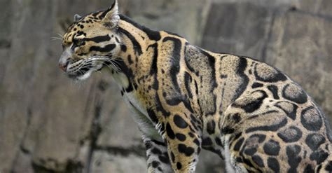 10 Incredible Clouded Leopard Facts - A-Z Animals