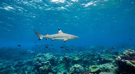 Blacktip Reef Shark Facts and Conservation | TNC