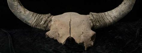 Ice age bison fossils reveal migration of early humans