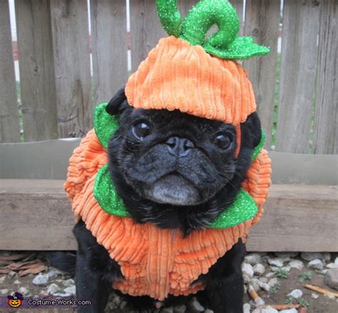 Pumpkin Pug Costume | Coolest Halloween Costumes