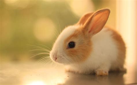 Cute Baby Bunnies Wallpapers - Top Free Cute Baby Bunnies Backgrounds ...