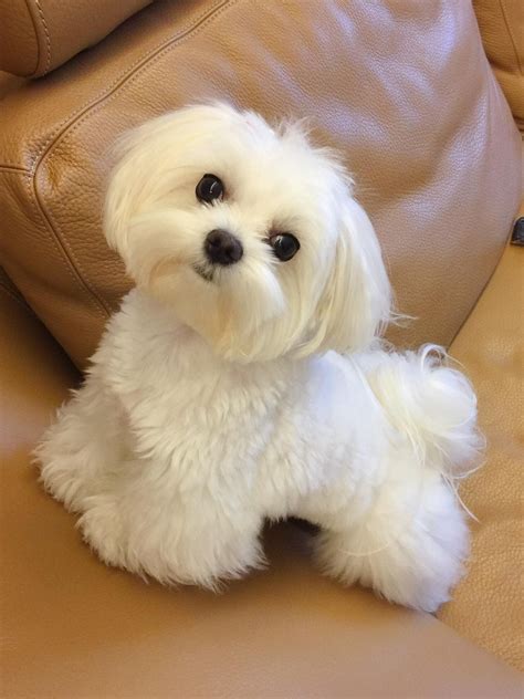 Send me this maltese, please! #maltese | Cani maltese, Cagnolini ...