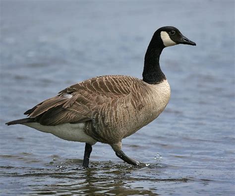 Canada Goose: Habitat, Life, Reproduction | SchoolWorkHelper