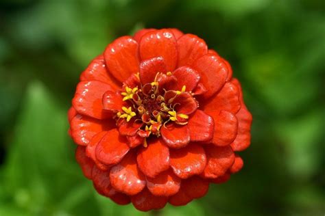 Marigold Flower Meaning, Symbolism, and Folklore - Petal Republic