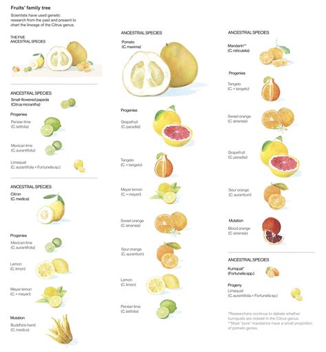 The five ancestral species of citrus fruits (papeda, citron, pomelo ...