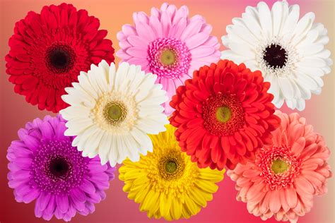 July Flower of the Month: Standard Gerbera Daisy » Pennock Floral