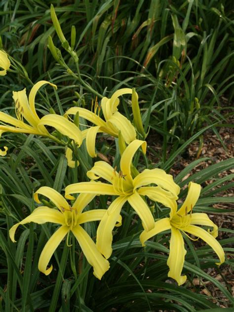 Daylily Varieties | Daylily Photos | HGTV