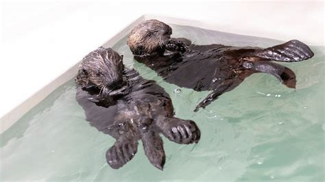 Rescued Sea Otter Pups Make Behind-the-Scenes Debut at Shedd Aquarium ...