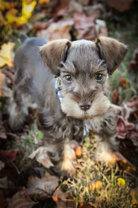 Liver and Tan Miniature Schnauzer | Schnauzer puppy, Miniature ...