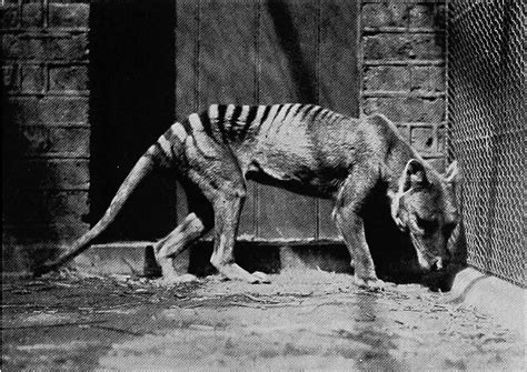 Vintage: Thylacine, Tasmanian tiger (1930s) | MONOVISIONS - Black ...