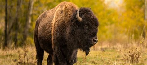 Reintroduced bison returning to ancestral haunts in Banff - The ...