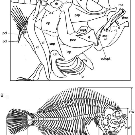 Morphology of the flatfish from Nazarkin, 1997 (A: head, B: body). br ...