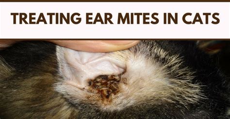 Are Dog Ear Mites Contagious