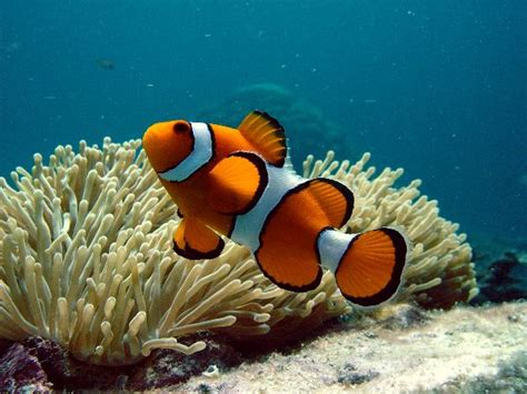 Clownfish