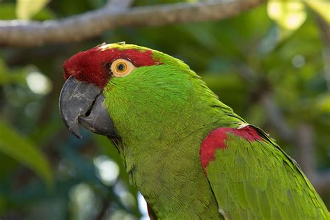 Parrot | San Diego Zoo Animals & Plants